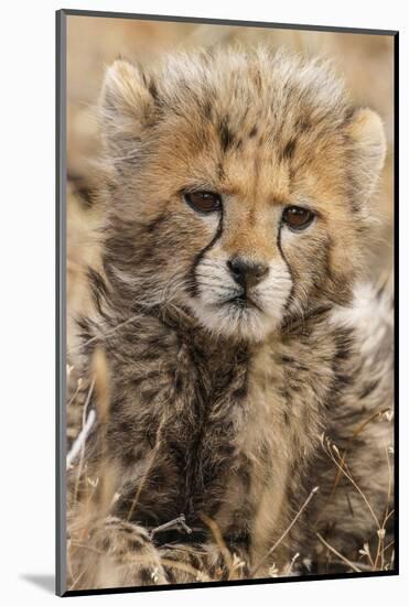 Africa, Kenya, Masai Mara National Reserve. Portrait of cheetah cub.-Jaynes Gallery-Mounted Photographic Print