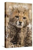 Africa, Kenya, Masai Mara National Reserve. Portrait of cheetah cub.-Jaynes Gallery-Stretched Canvas