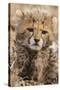 Africa, Kenya, Masai Mara National Reserve. Portrait of cheetah cub.-Jaynes Gallery-Stretched Canvas