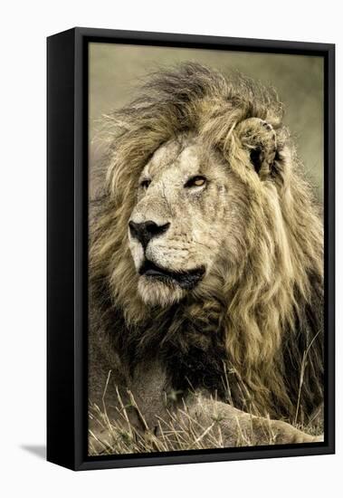 Africa, Kenya, Masai Mara National Reserve. Portrait of old male lion.-Jaynes Gallery-Framed Stretched Canvas