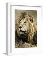 Africa, Kenya, Masai Mara National Reserve. Portrait of old male lion.-Jaynes Gallery-Framed Photographic Print