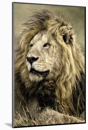 Africa, Kenya, Masai Mara National Reserve. Portrait of old male lion.-Jaynes Gallery-Mounted Photographic Print