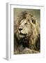 Africa, Kenya, Masai Mara National Reserve. Portrait of old male lion.-Jaynes Gallery-Framed Photographic Print