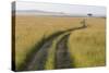 Africa, Kenya, Masai Mara National Reserve. Savannah with tire tracks.-Emily Wilson-Stretched Canvas