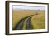 Africa, Kenya, Masai Mara National Reserve. Savannah with tire tracks.-Emily Wilson-Framed Photographic Print