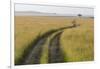 Africa, Kenya, Masai Mara National Reserve. Savannah with tire tracks.-Emily Wilson-Framed Photographic Print