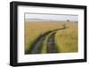 Africa, Kenya, Masai Mara National Reserve. Savannah with tire tracks.-Emily Wilson-Framed Photographic Print