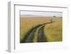 Africa, Kenya, Masai Mara National Reserve. Savannah with tire tracks.-Emily Wilson-Framed Photographic Print