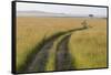 Africa, Kenya, Masai Mara National Reserve. Savannah with tire tracks.-Emily Wilson-Framed Stretched Canvas