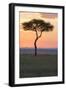 Africa, Kenya, Masai Mara National Reserve. Sunset over tree.-Emily Wilson-Framed Photographic Print