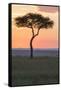 Africa, Kenya, Masai Mara National Reserve. Sunset over tree.-Emily Wilson-Framed Stretched Canvas