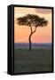 Africa, Kenya, Masai Mara National Reserve. Sunset over tree.-Emily Wilson-Framed Stretched Canvas