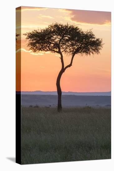 Africa, Kenya, Masai Mara National Reserve. Sunset over tree.-Emily Wilson-Stretched Canvas