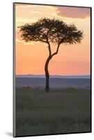 Africa, Kenya, Masai Mara National Reserve. Sunset over tree.-Emily Wilson-Mounted Photographic Print