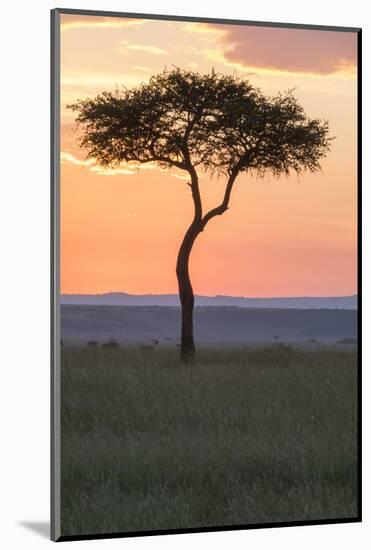 Africa, Kenya, Masai Mara National Reserve. Sunset over tree.-Emily Wilson-Mounted Photographic Print