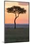 Africa, Kenya, Masai Mara National Reserve. Sunset over tree.-Emily Wilson-Mounted Photographic Print