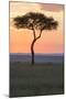 Africa, Kenya, Masai Mara National Reserve. Sunset over tree.-Emily Wilson-Mounted Photographic Print