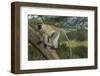 Africa, Kenya, Masai Mara National Reserve. Vervet monkey on tree.-Jaynes Gallery-Framed Photographic Print