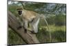 Africa, Kenya, Masai Mara National Reserve. Vervet monkey on tree.-Jaynes Gallery-Mounted Photographic Print