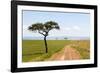 Africa, Kenya, Masai Mara National Reserve.-Emily Wilson-Framed Photographic Print