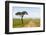 Africa, Kenya, Masai Mara National Reserve.-Emily Wilson-Framed Photographic Print