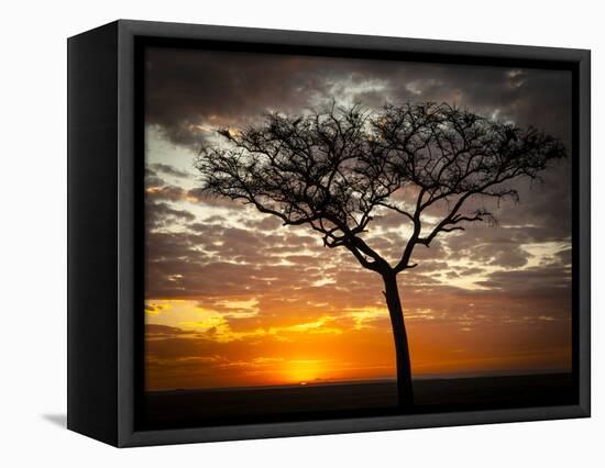 Africa, Kenya, Masai Mara, sunrise-George Theodore-Framed Stretched Canvas