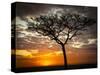 Africa, Kenya, Masai Mara, sunrise-George Theodore-Stretched Canvas