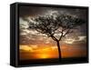 Africa, Kenya, Masai Mara, sunrise-George Theodore-Framed Stretched Canvas