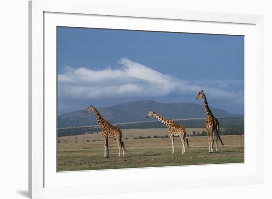 Africa, Kenya, Northern Frontier District, Ol Pejeta Conservancy. Reticulated giraffe-Cindy Miller Hopkins-Framed Photographic Print