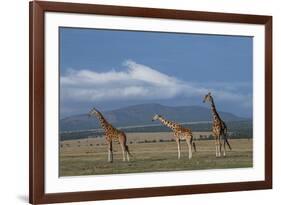 Africa, Kenya, Northern Frontier District, Ol Pejeta Conservancy. Reticulated giraffe-Cindy Miller Hopkins-Framed Photographic Print