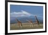 Africa, Kenya, Northern Frontier District, Ol Pejeta Conservancy. Reticulated giraffe-Cindy Miller Hopkins-Framed Photographic Print