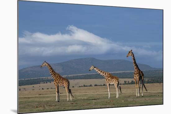 Africa, Kenya, Northern Frontier District, Ol Pejeta Conservancy. Reticulated giraffe-Cindy Miller Hopkins-Mounted Photographic Print