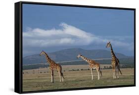 Africa, Kenya, Northern Frontier District, Ol Pejeta Conservancy. Reticulated giraffe-Cindy Miller Hopkins-Framed Stretched Canvas
