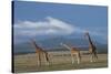 Africa, Kenya, Northern Frontier District, Ol Pejeta Conservancy. Reticulated giraffe-Cindy Miller Hopkins-Stretched Canvas