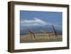 Africa, Kenya, Northern Frontier District, Ol Pejeta Conservancy. Reticulated giraffe-Cindy Miller Hopkins-Framed Photographic Print