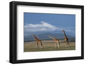 Africa, Kenya, Northern Frontier District, Ol Pejeta Conservancy. Reticulated giraffe-Cindy Miller Hopkins-Framed Photographic Print