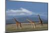 Africa, Kenya, Northern Frontier District, Ol Pejeta Conservancy. Reticulated giraffe-Cindy Miller Hopkins-Mounted Photographic Print