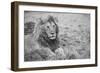 Africa, Kenya, Northern Serengeti Plains, Maasai Mara. Male lion-Cindy Miller Hopkins-Framed Photographic Print