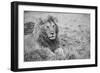 Africa, Kenya, Northern Serengeti Plains, Maasai Mara. Male lion-Cindy Miller Hopkins-Framed Photographic Print