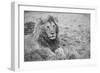 Africa, Kenya, Northern Serengeti Plains, Maasai Mara. Male lion-Cindy Miller Hopkins-Framed Photographic Print