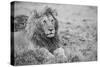 Africa, Kenya, Northern Serengeti Plains, Maasai Mara. Male lion-Cindy Miller Hopkins-Stretched Canvas