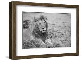 Africa, Kenya, Northern Serengeti Plains, Maasai Mara. Male lion-Cindy Miller Hopkins-Framed Photographic Print