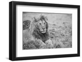 Africa, Kenya, Northern Serengeti Plains, Maasai Mara. Male lion-Cindy Miller Hopkins-Framed Photographic Print