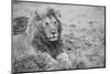 Africa, Kenya, Northern Serengeti Plains, Maasai Mara. Male lion-Cindy Miller Hopkins-Mounted Photographic Print