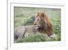 Africa, Kenya, Northern Serengeti Plains, Maasai Mara. Male lion-Cindy Miller Hopkins-Framed Photographic Print