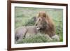 Africa, Kenya, Northern Serengeti Plains, Maasai Mara. Male lion-Cindy Miller Hopkins-Framed Photographic Print