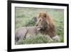 Africa, Kenya, Northern Serengeti Plains, Maasai Mara. Male lion-Cindy Miller Hopkins-Framed Photographic Print