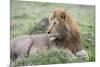 Africa, Kenya, Northern Serengeti Plains, Maasai Mara. Male lion-Cindy Miller Hopkins-Mounted Photographic Print