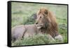 Africa, Kenya, Northern Serengeti Plains, Maasai Mara. Male lion-Cindy Miller Hopkins-Framed Stretched Canvas