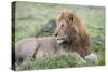 Africa, Kenya, Northern Serengeti Plains, Maasai Mara. Male lion-Cindy Miller Hopkins-Stretched Canvas